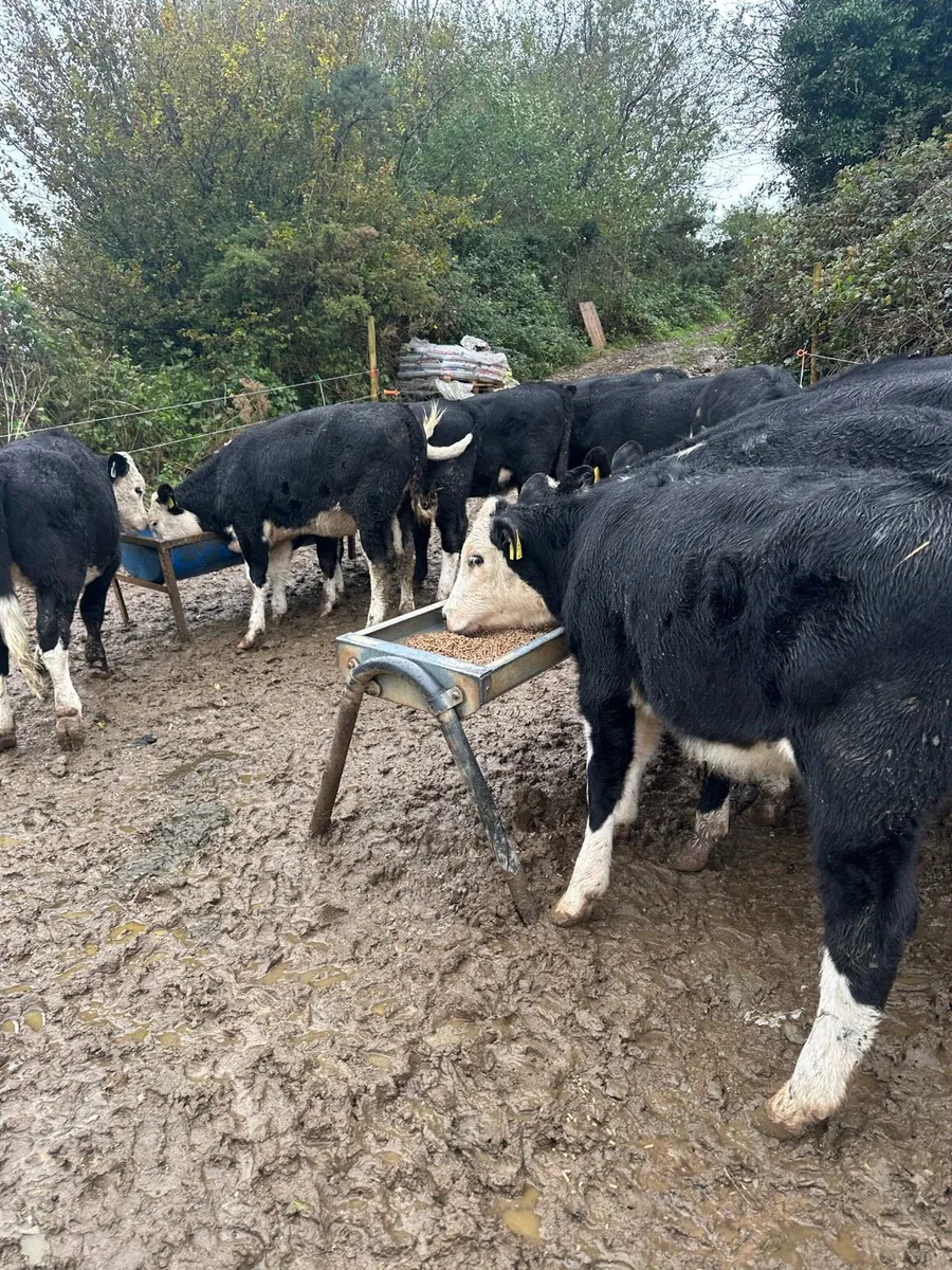 Weanling heifers - Image 1