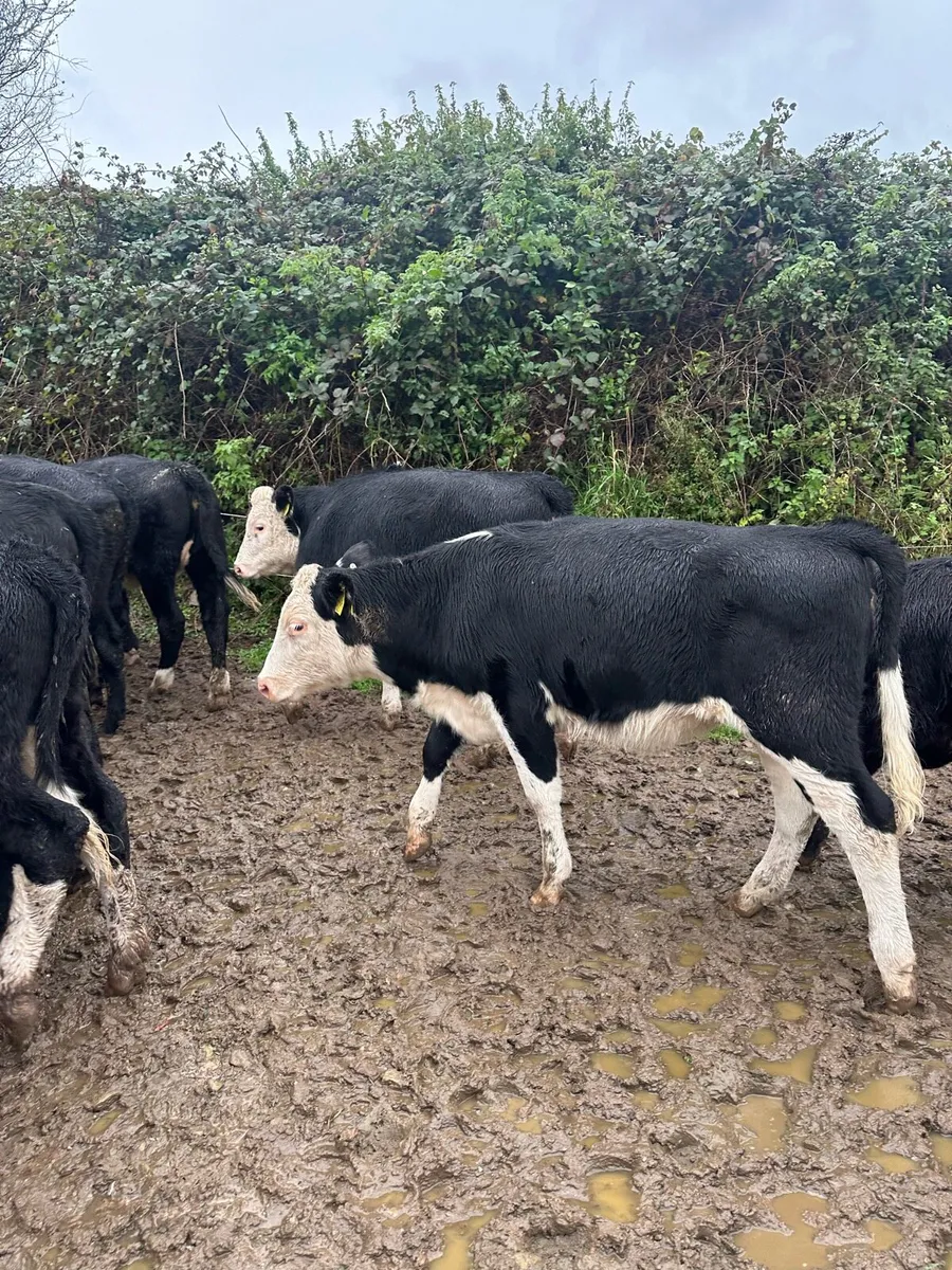 Weanling heifers - Image 2