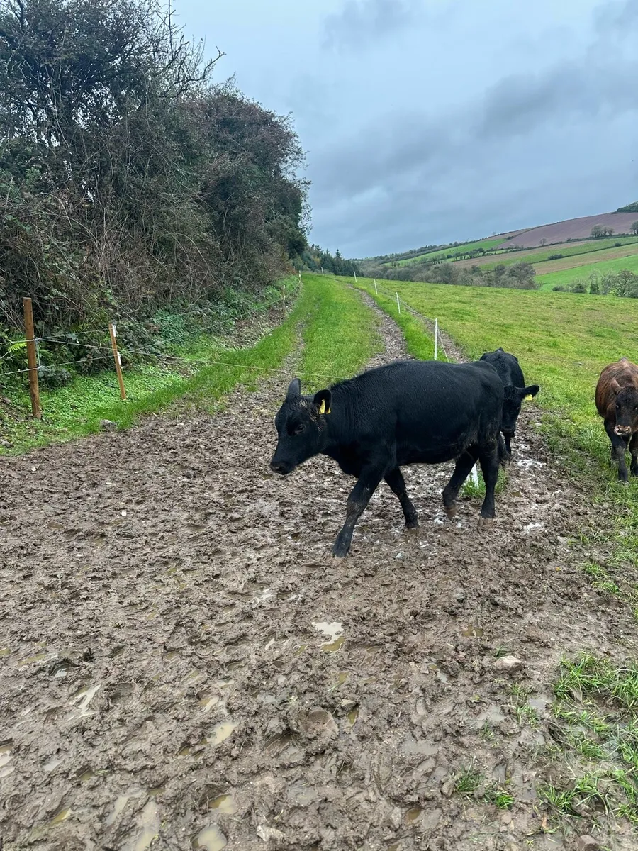 Weanling heifers - Image 3