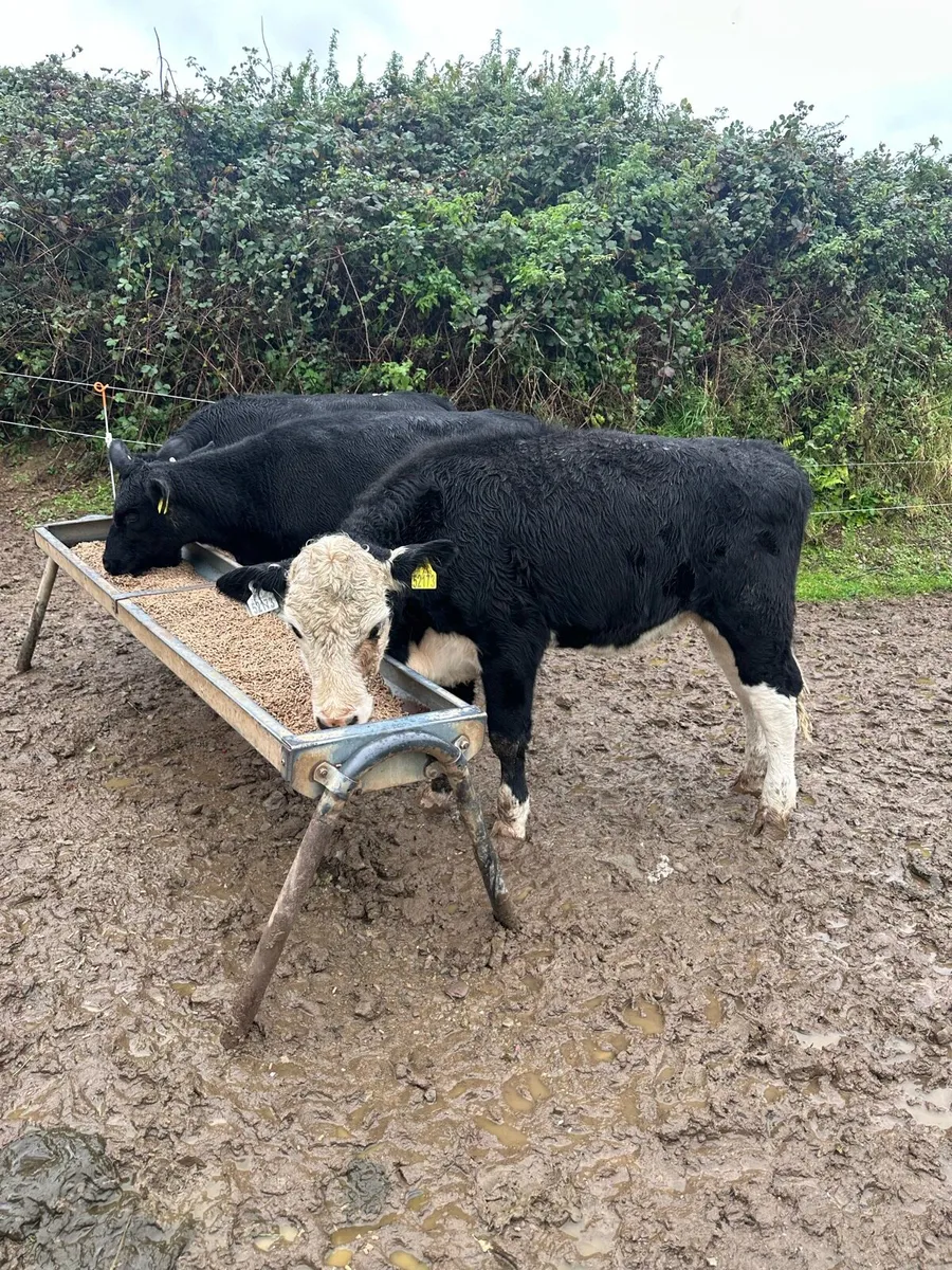 Weanling heifers - Image 4