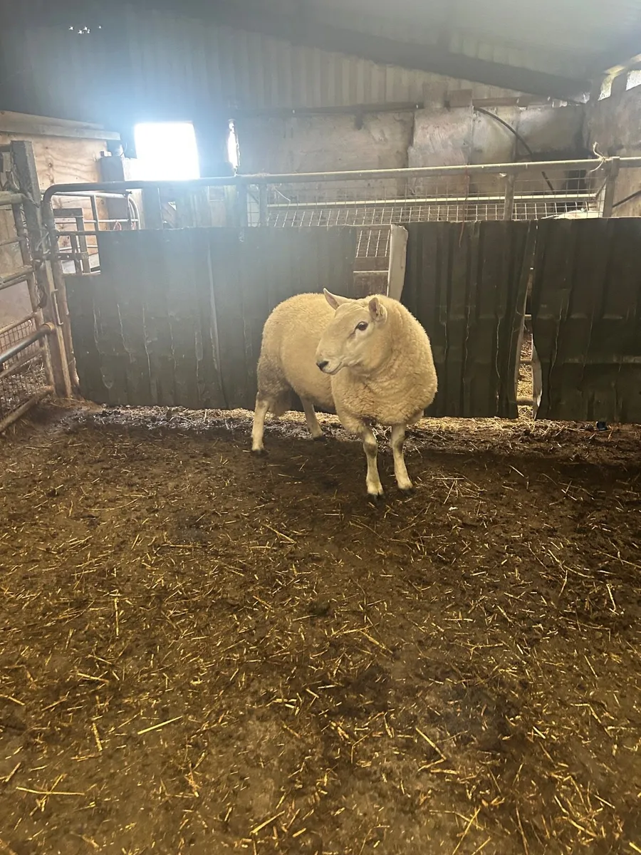 Sheep - Image 3