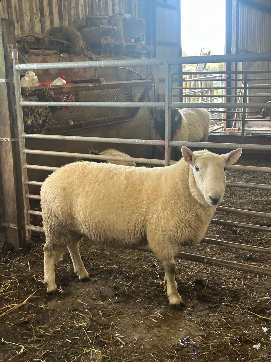 Sheep - Image 1
