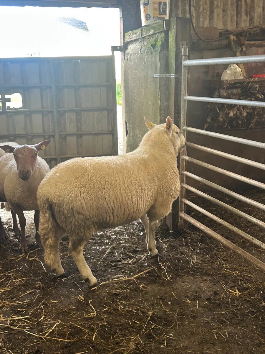 Sheep - Image 2