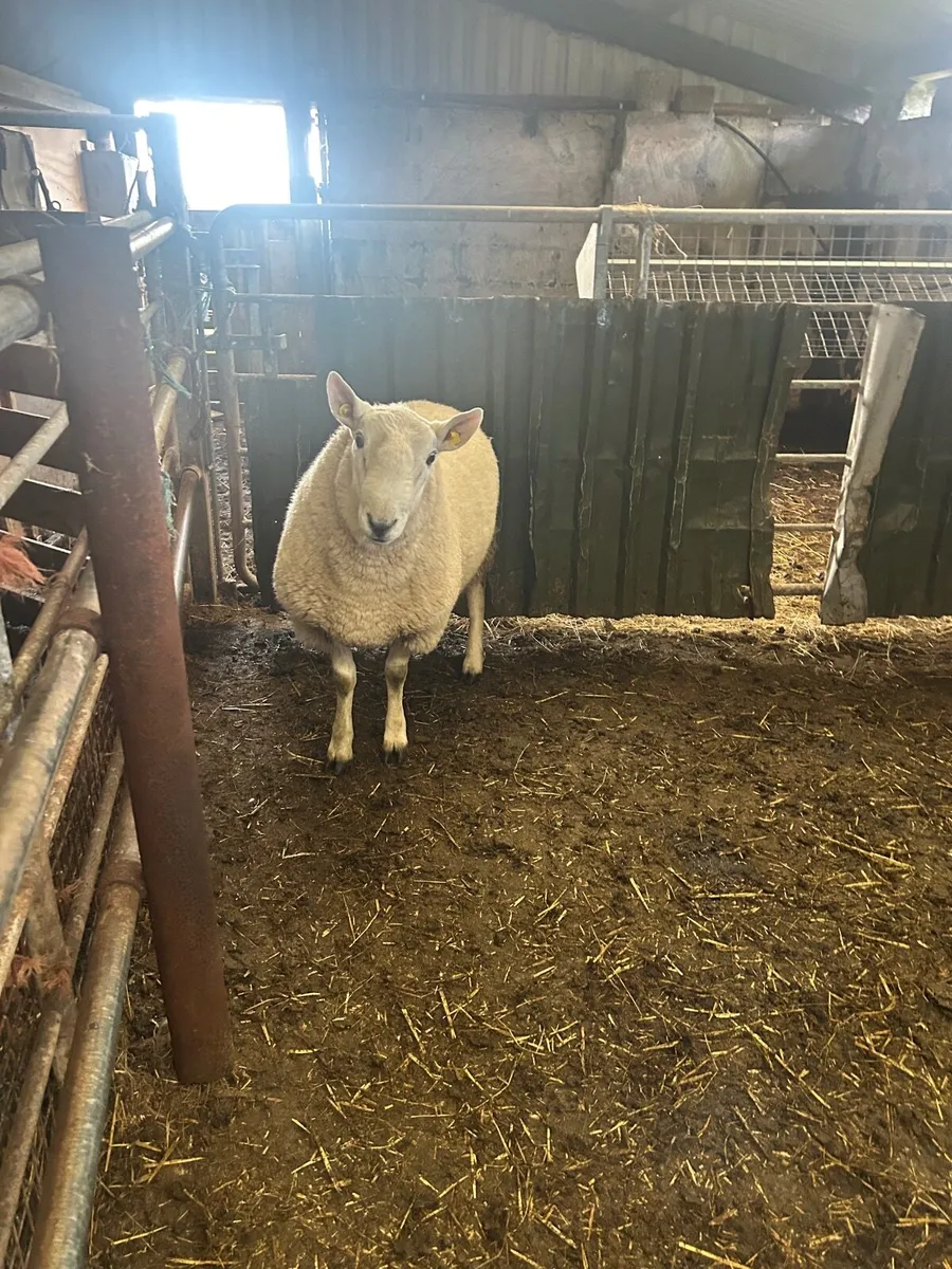 Sheep - Image 4