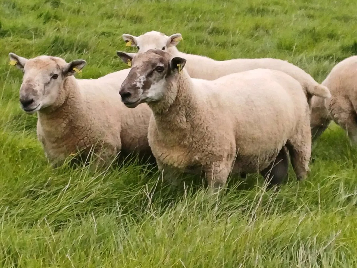 Hogget rams - Image 2