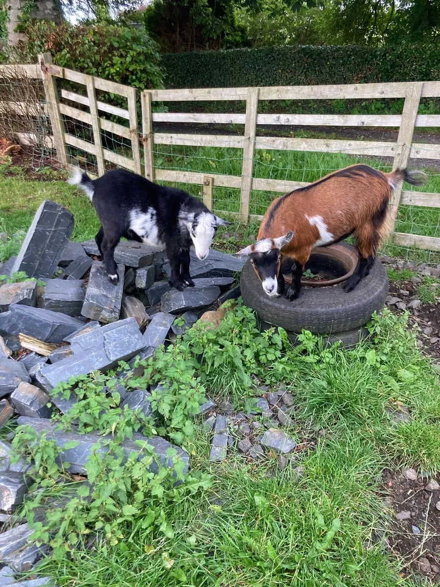 2 pygmy goats - castrated males - Image 2