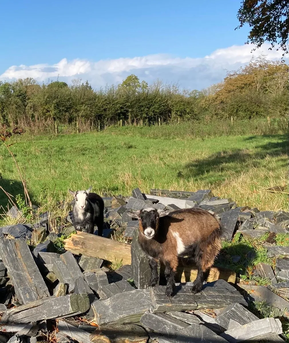 2 pygmy goats - castrated males - Image 1