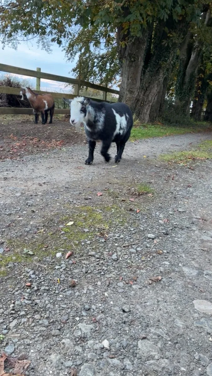 2 pygmy goats - castrated males - Image 3