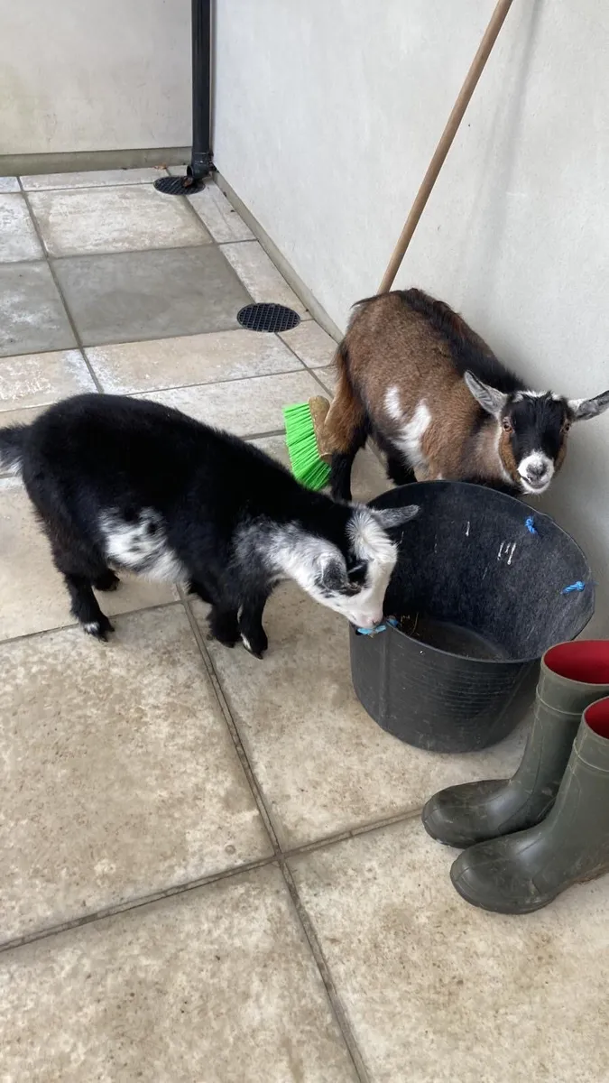 2 pygmy goats - castrated males - Image 4