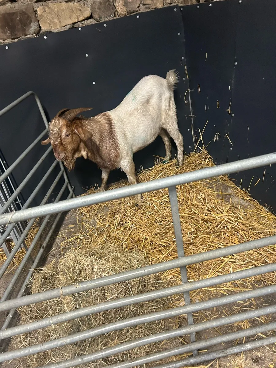 Strong buck - Image 1