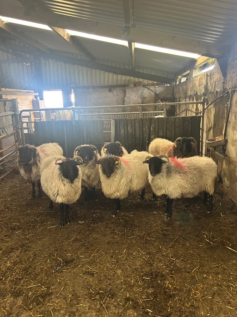 Sheep - Image 1