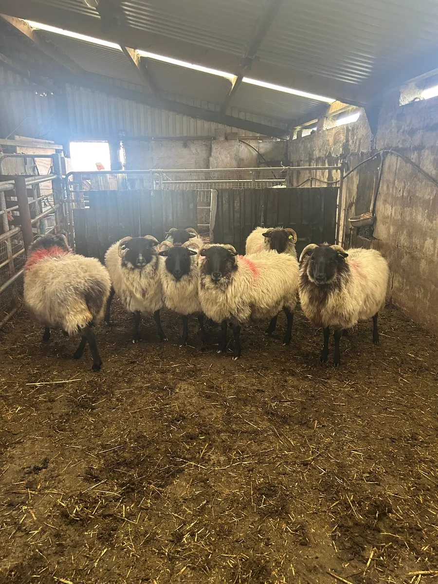 Sheep - Image 2
