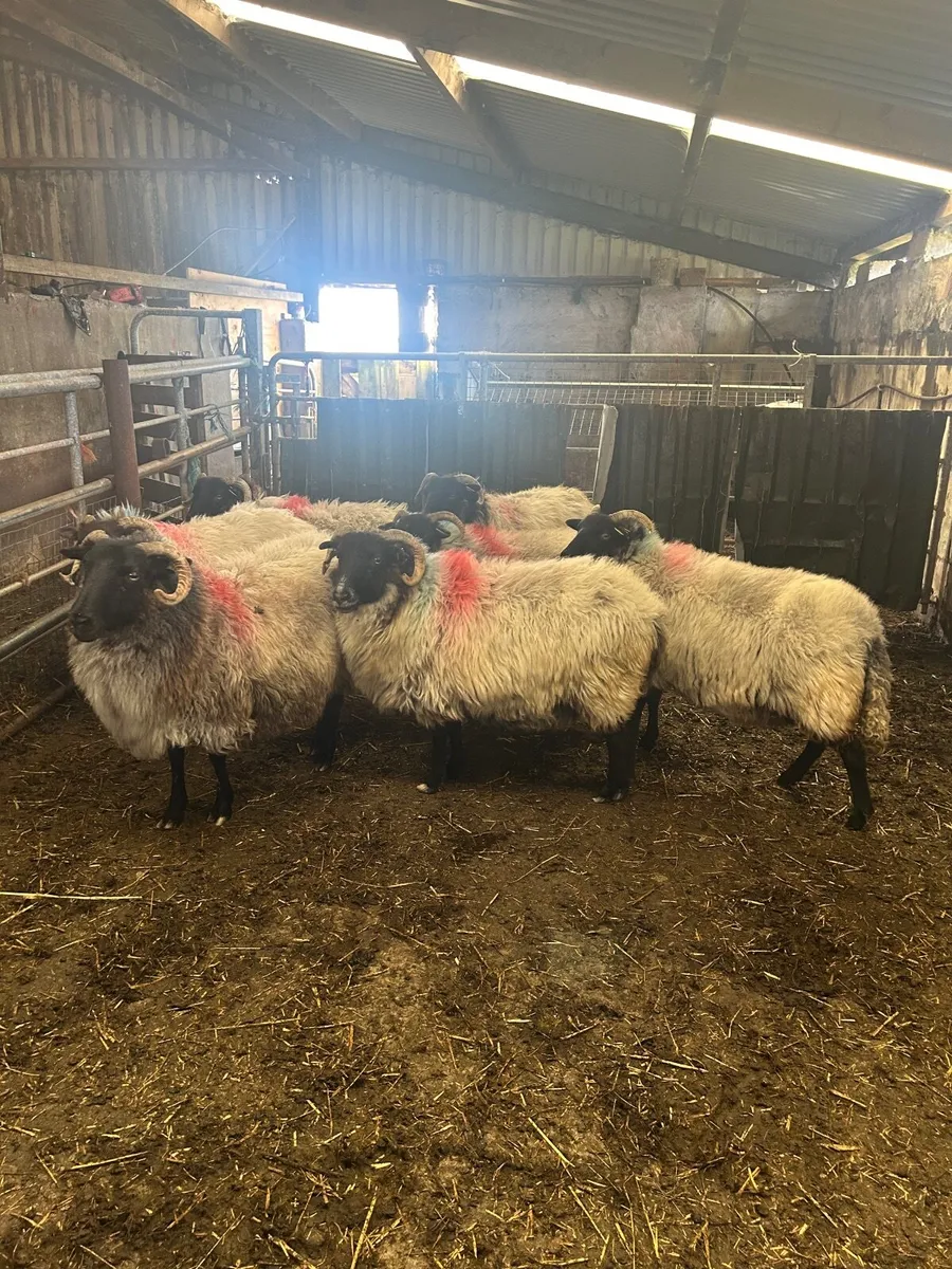 Sheep - Image 3