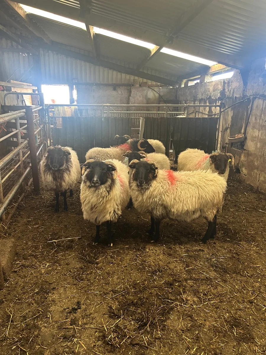 Sheep - Image 4