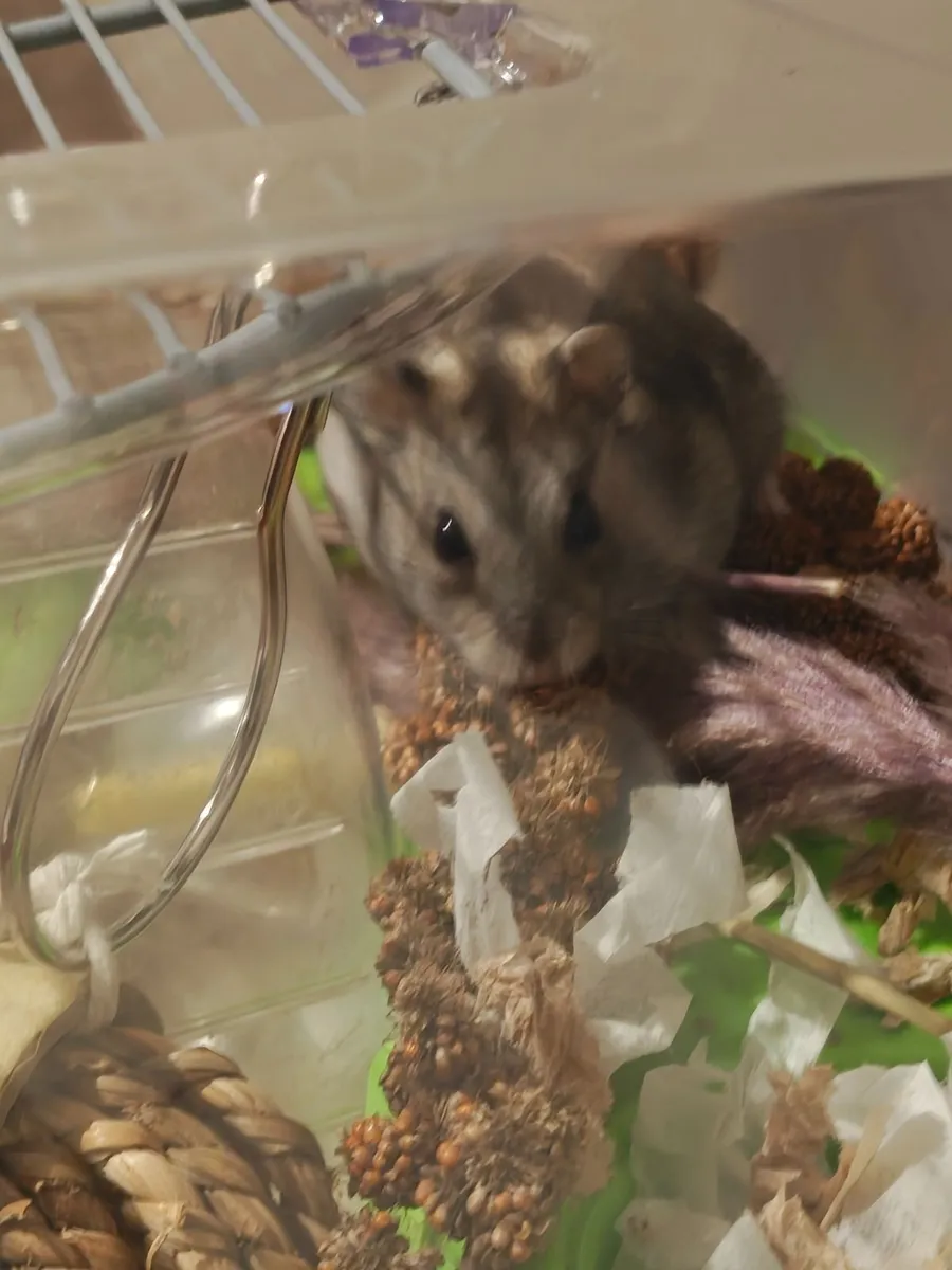 Dwarf Hamster, Habitat, Necessities, Accesories - Image 2