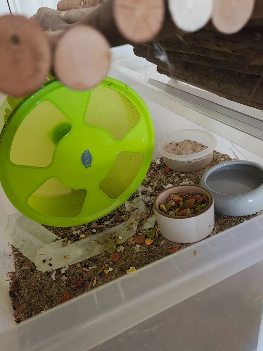 Dwarf Hamster, Habitat, Necessities, Accesories - Image 3
