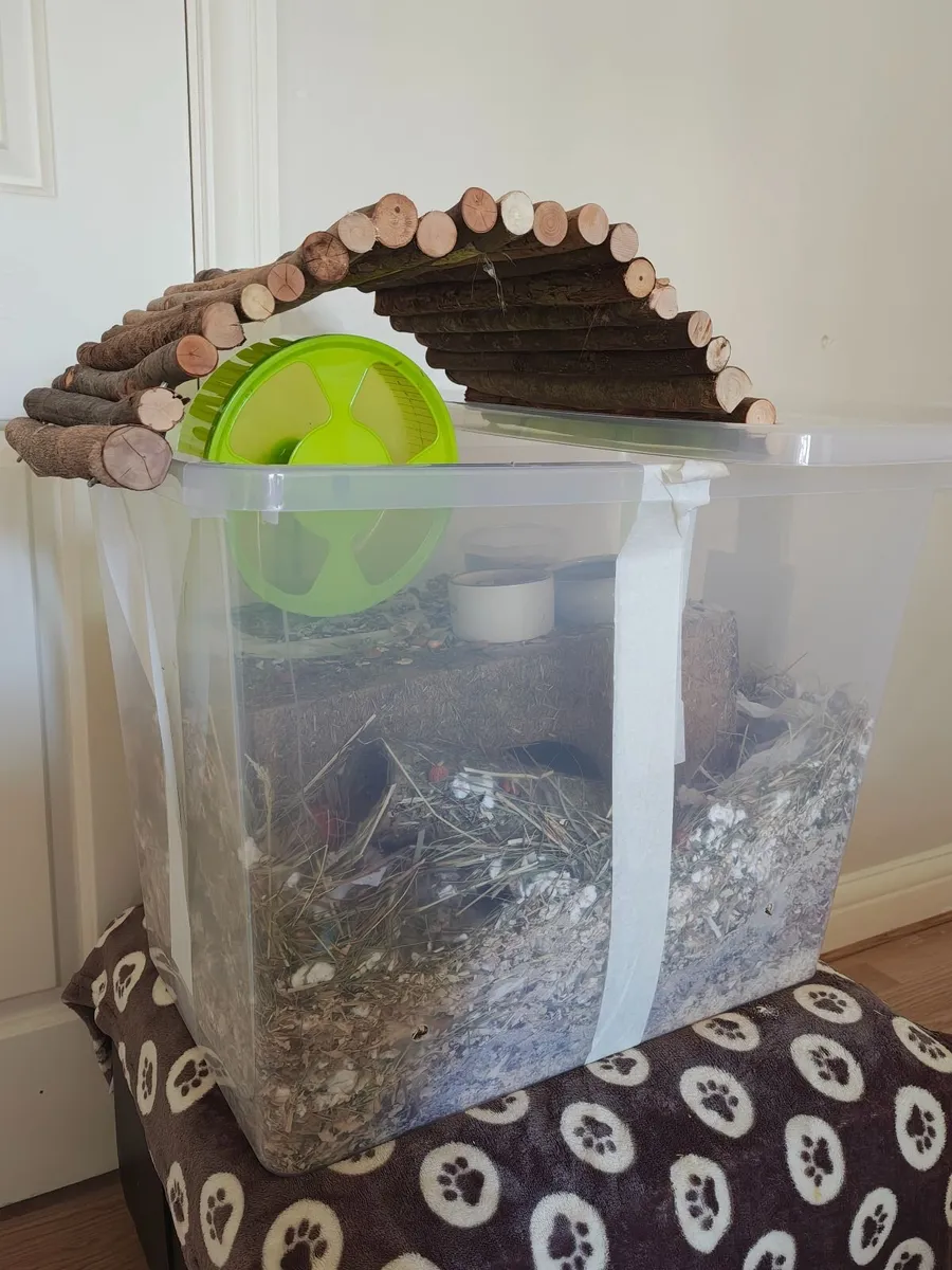 Dwarf Hamster, Habitat, Necessities, Accesories - Image 1