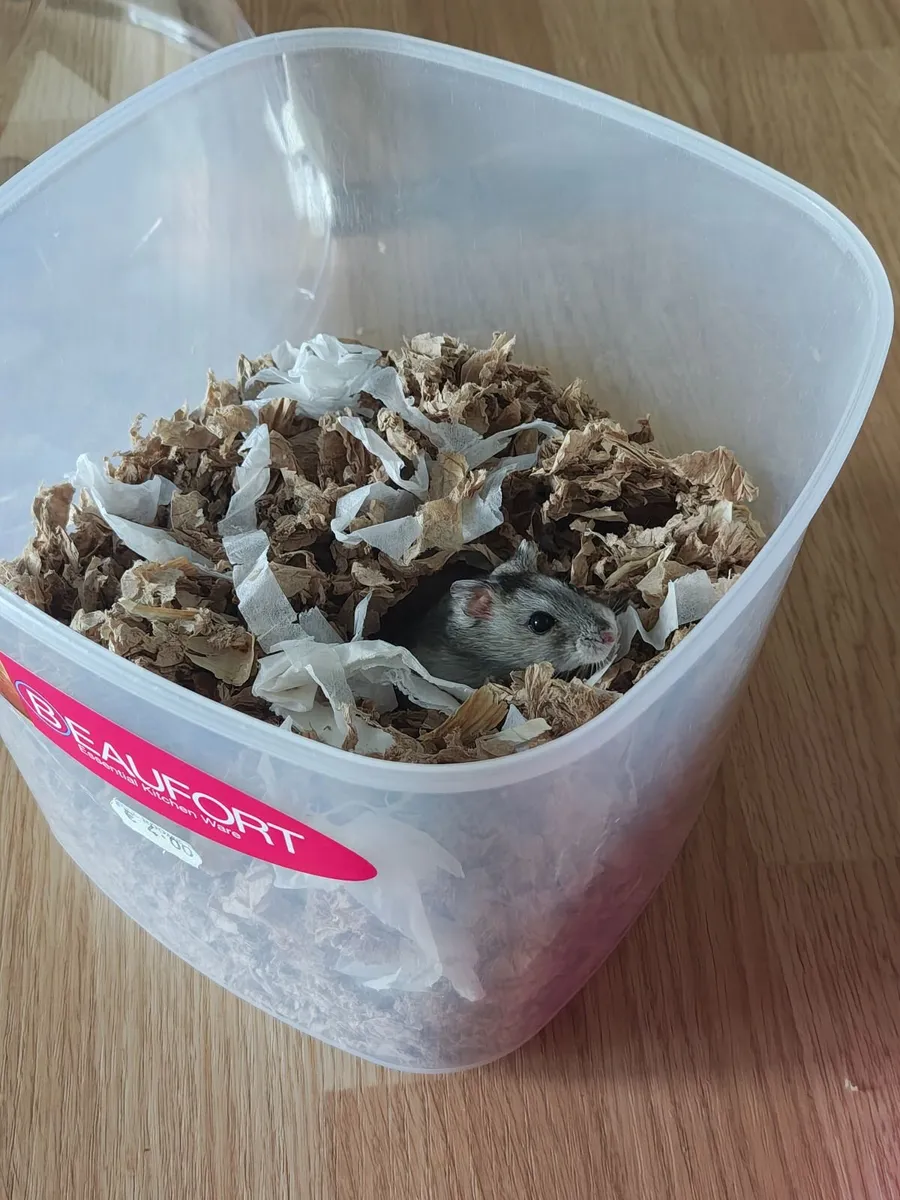 Dwarf Hamster, Habitat, Necessities, Accesories - Image 4