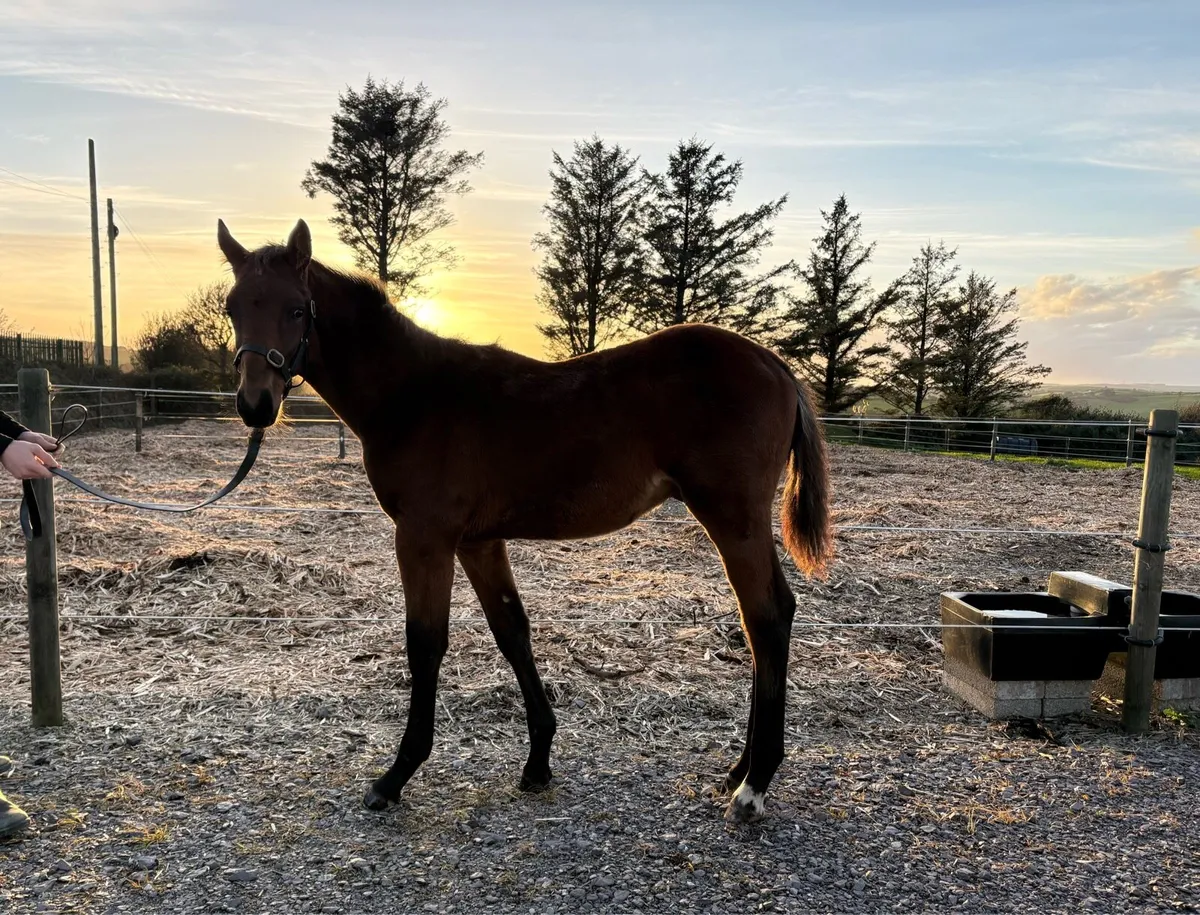 Colt Foal by Highway TN - Image 2