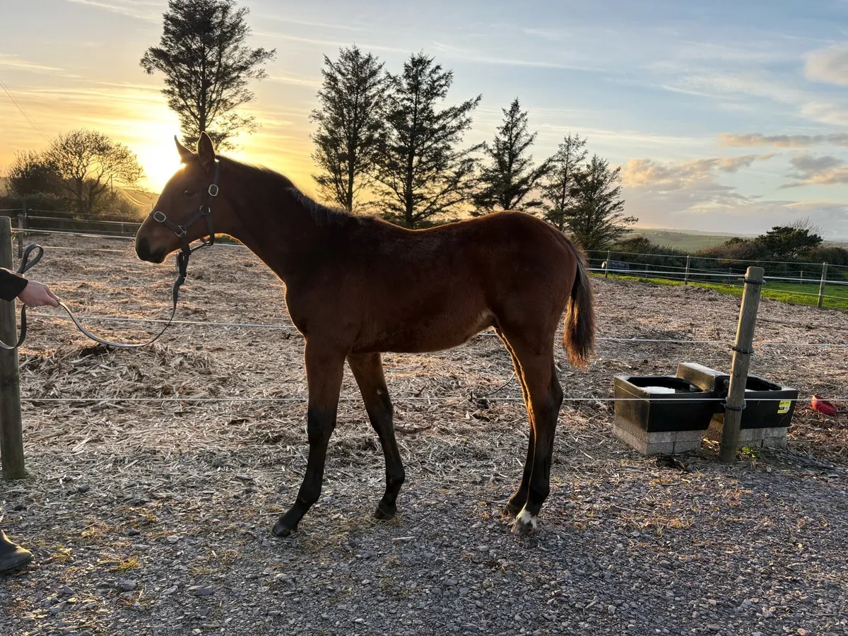 Colt Foal by Highway TN - Image 3