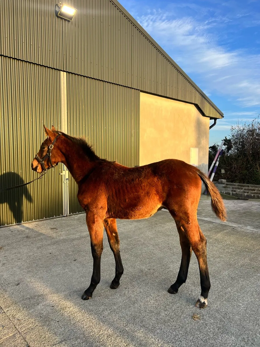 Colt Foal by Highway TN - Image 1