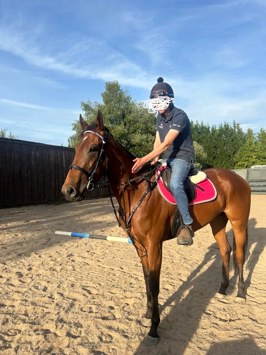 ⭐️3 year old TB riding horse⭐️ - Image 2