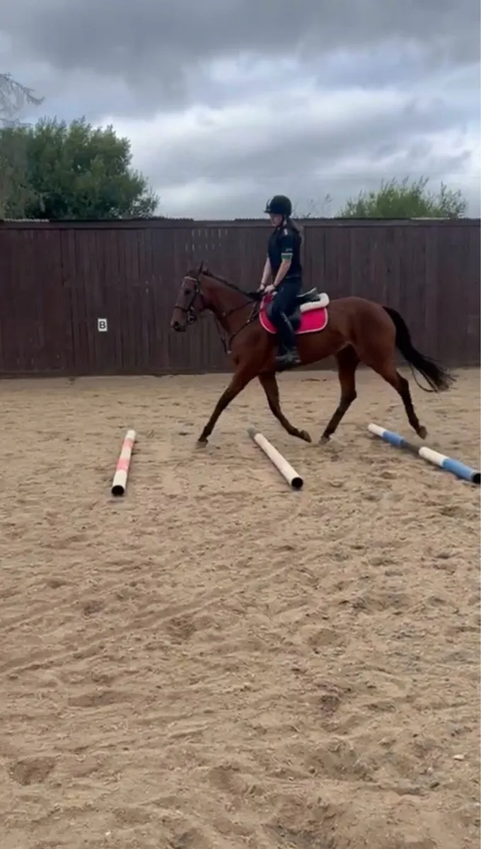 ⭐️3 year old TB riding horse⭐️ - Image 3