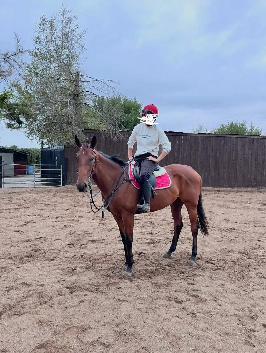 ⭐️3 year old TB riding horse⭐️ - Image 4