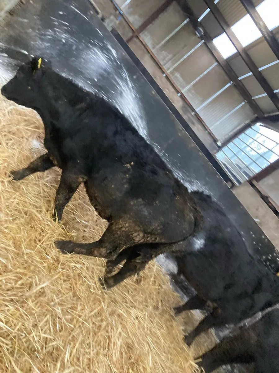 4 Weanling Bulls - Image 3