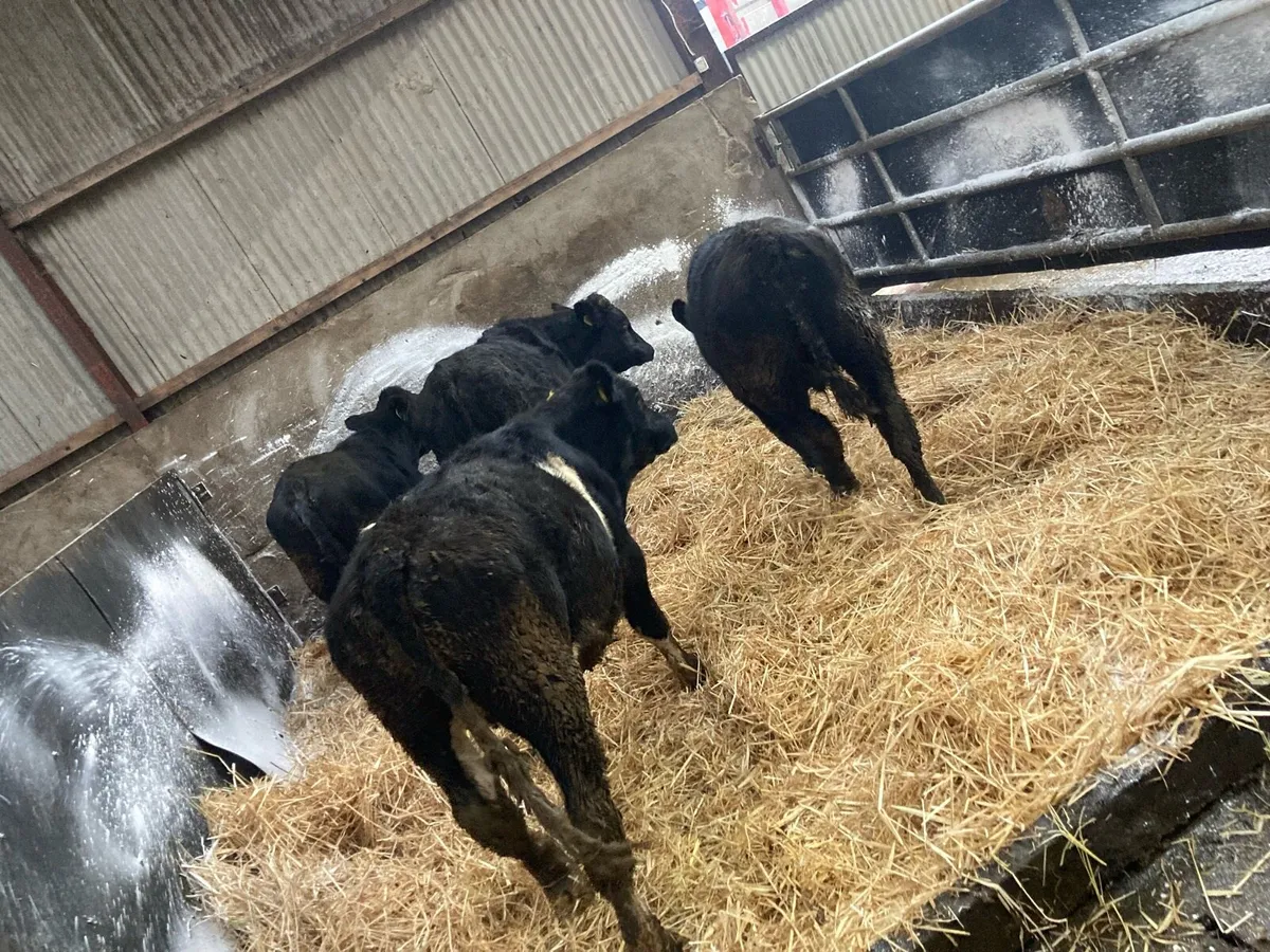 4 Weanling Bulls - Image 4
