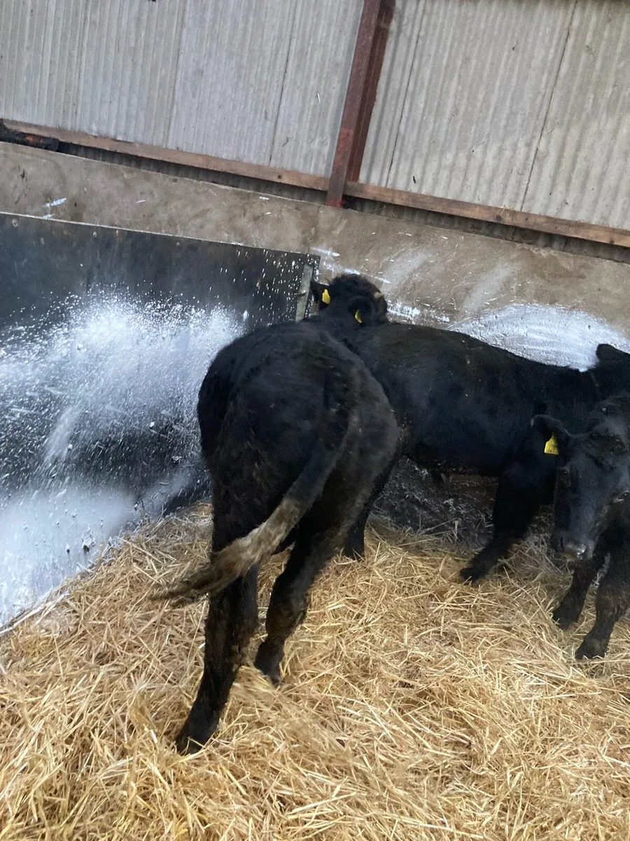4 Weanling Bulls - Image 1