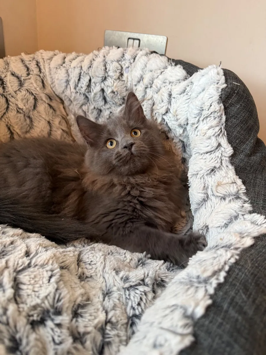 GCCF registered Maine coon kittens - Image 3