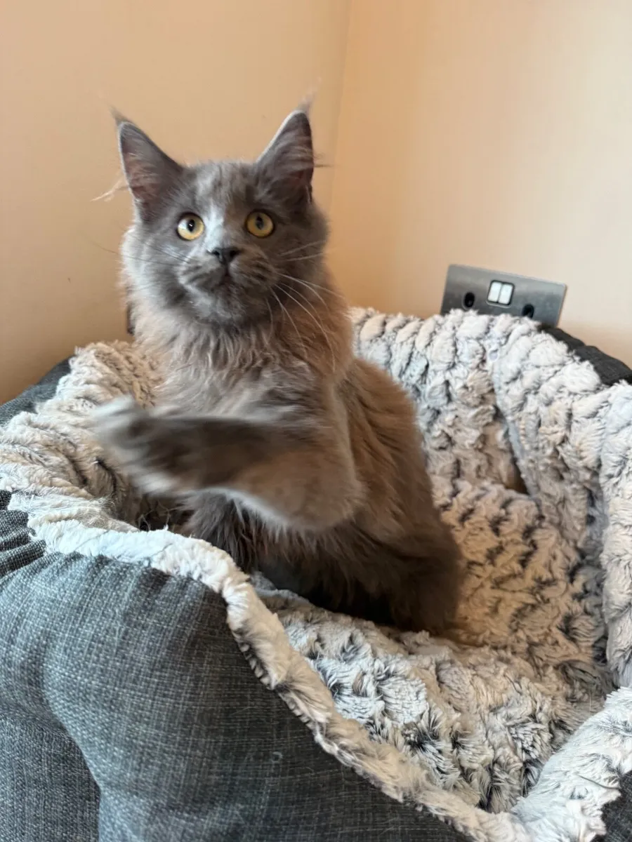 GCCF registered Maine coon kittens - Image 4