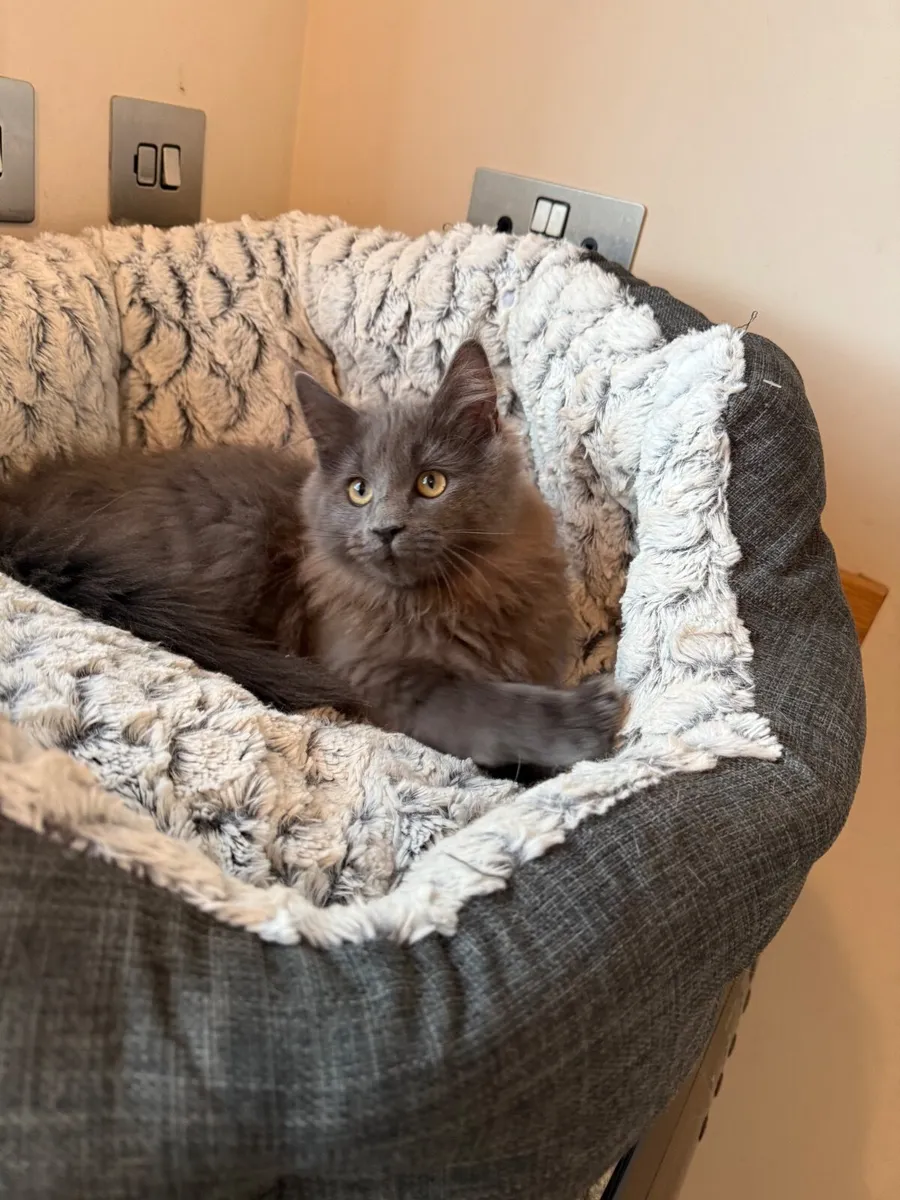 GCCF registered Maine coon kittens - Image 1