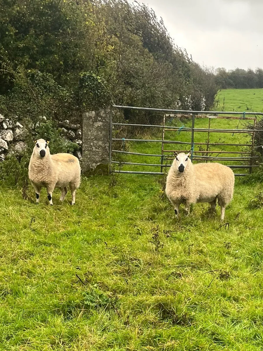 2 super Kerry Hill PBNR Ewe Hoggets - Image 1