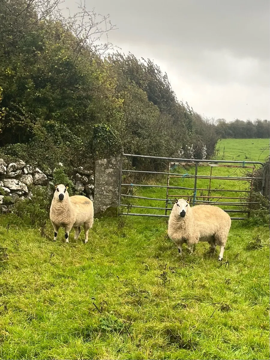 2 super Kerry Hill PBNR Ewe Hoggets - Image 2