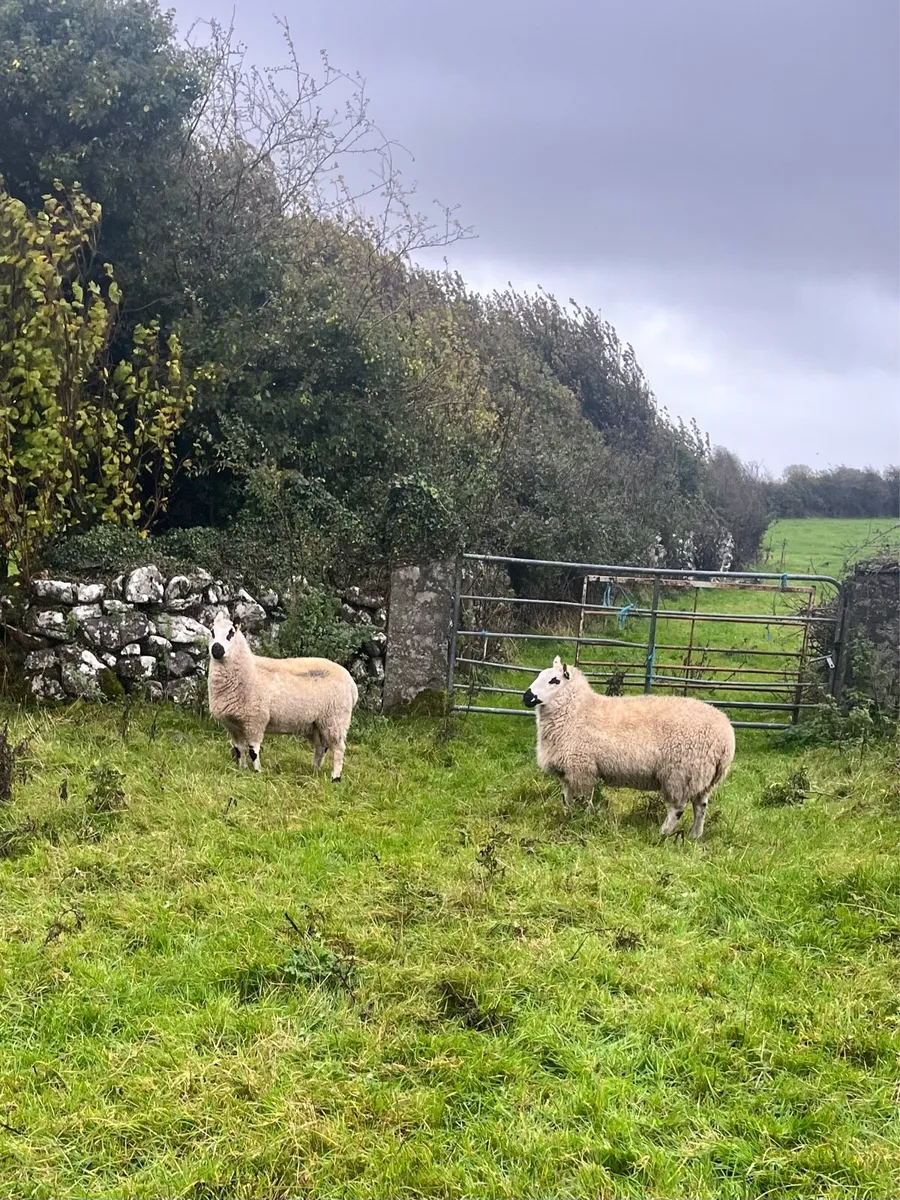 2 super Kerry Hill PBNR Ewe Hoggets - Image 3