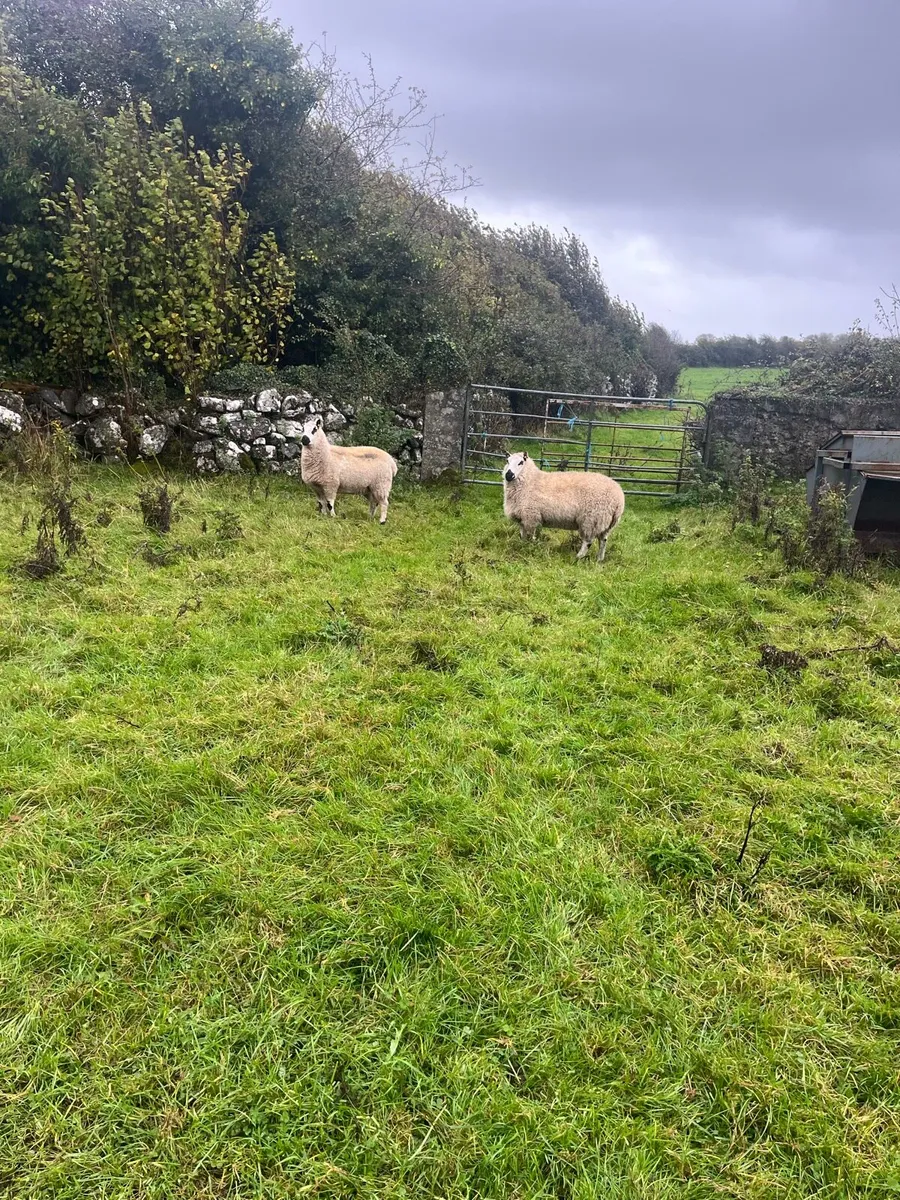 2 super Kerry Hill PBNR Ewe Hoggets - Image 4