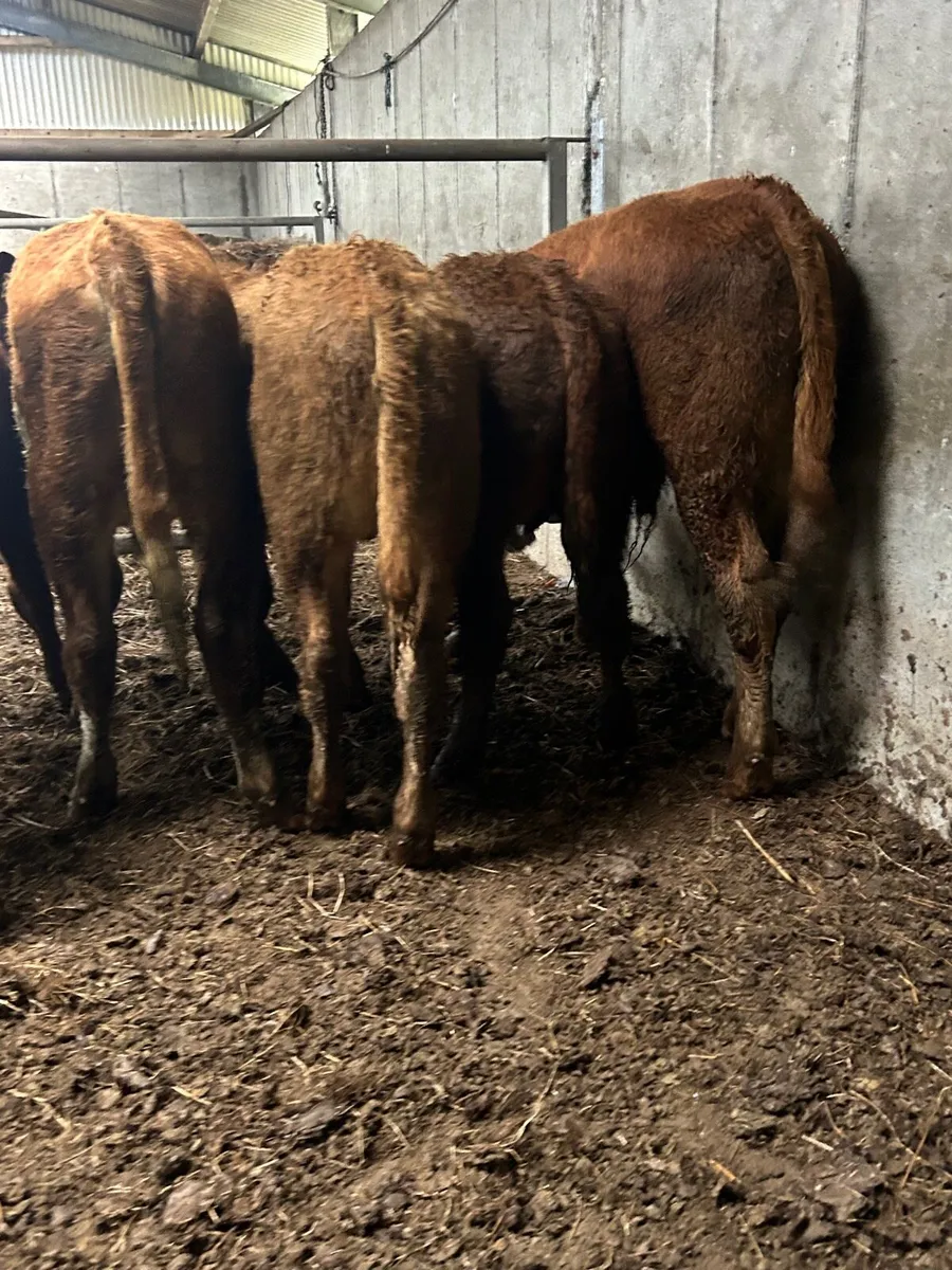 🌟5 Super Bull Weanlings 🌟 - Image 1