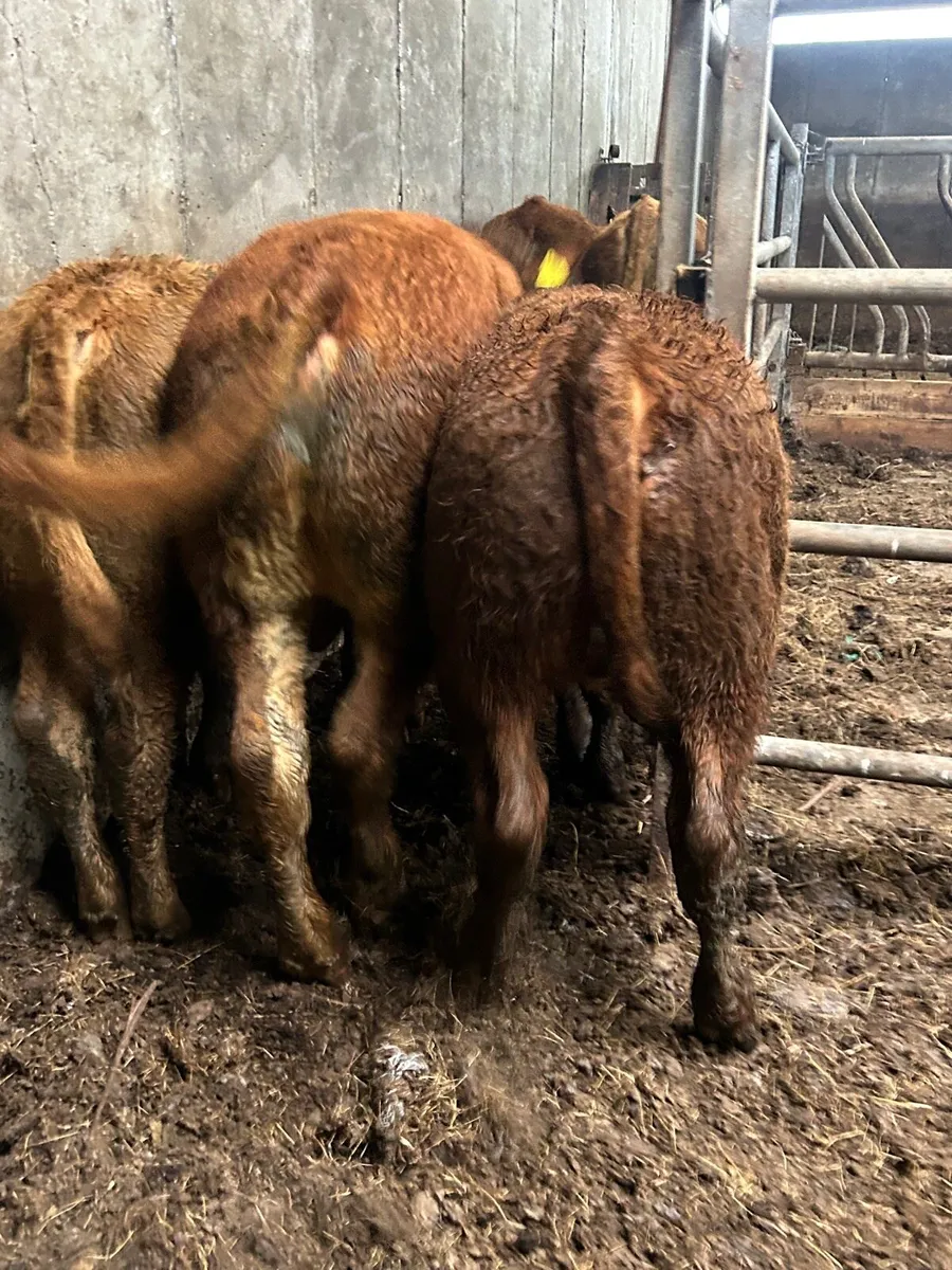 🌟5 Super Bull Weanlings 🌟 - Image 2