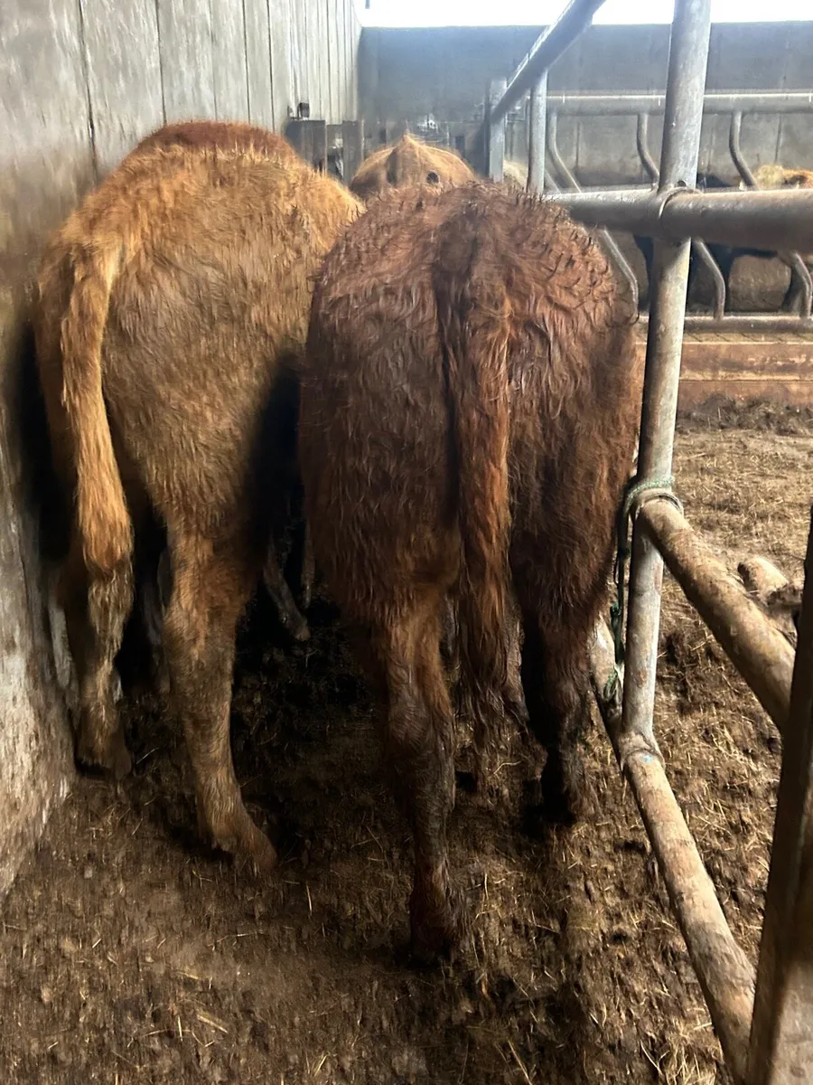 🌟5 Super Bull Weanlings 🌟 - Image 3