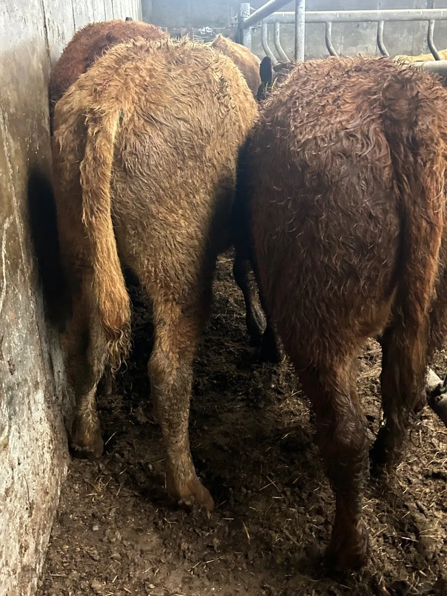 🌟5 Super Bull Weanlings 🌟 - Image 4