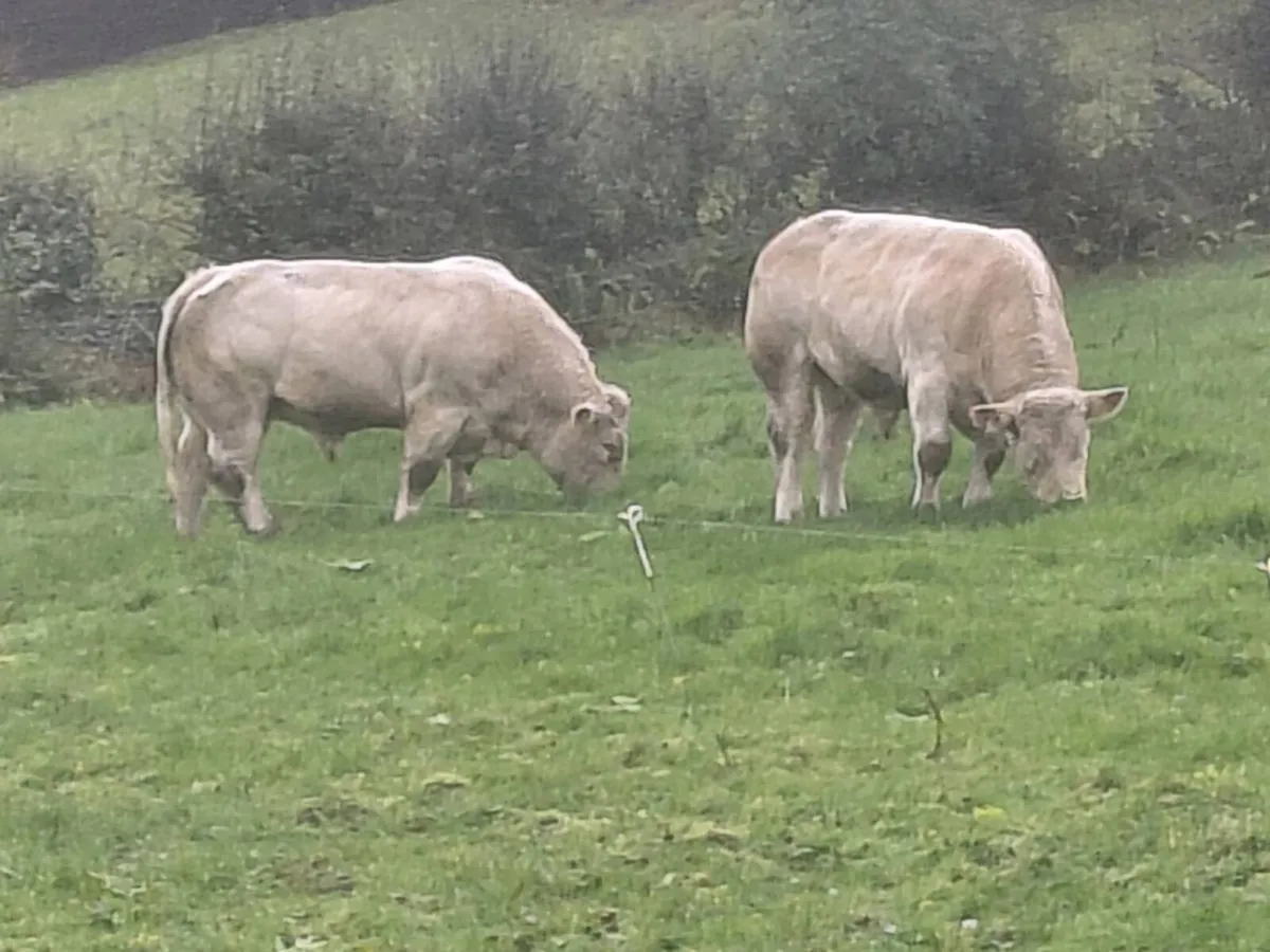 Pedigree charolais bulls - Image 2