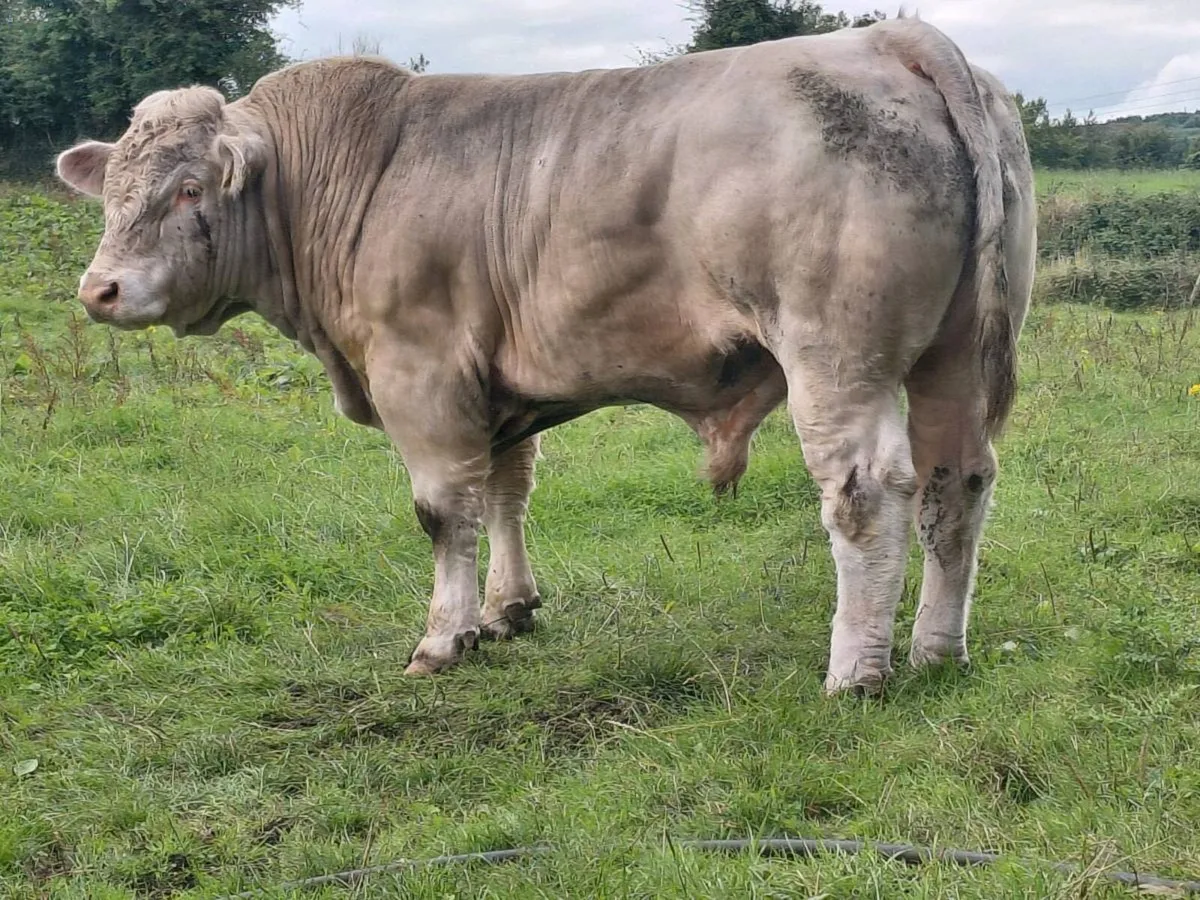 Pedigree charolais bulls - Image 3