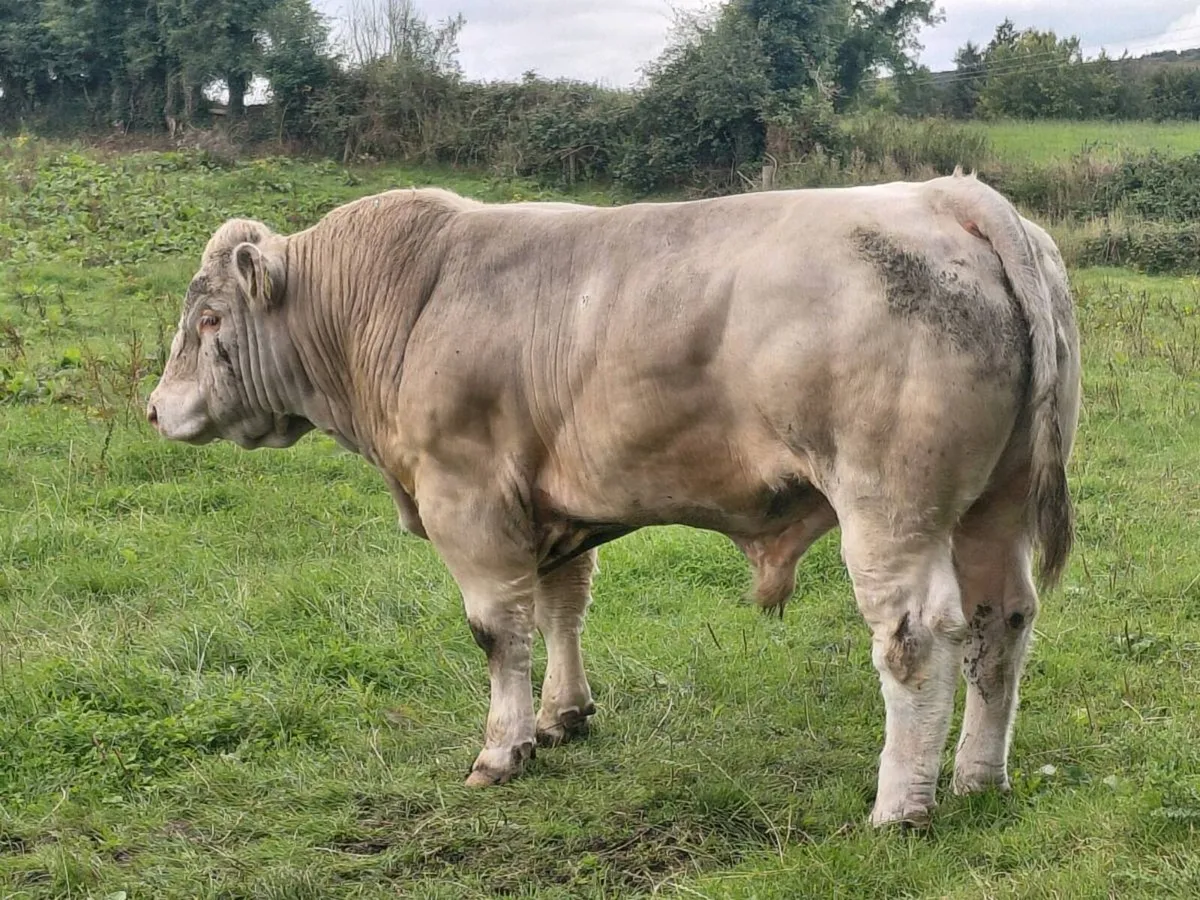 Pedigree charolais bulls - Image 4