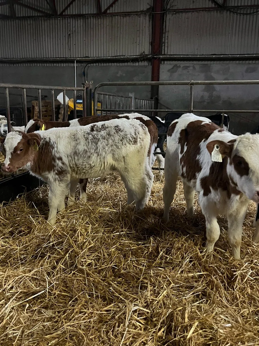 Red Belgian Blue Heifer Calves (Carlow Mart) - Image 1