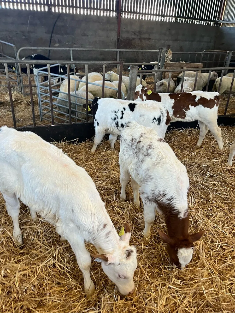 Red Belgian Blue Heifer Calves (Carlow Mart) - Image 2