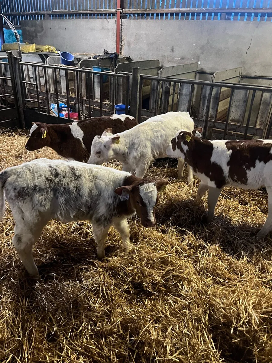Red Belgian Blue Heifer Calves (Carlow Mart) - Image 3