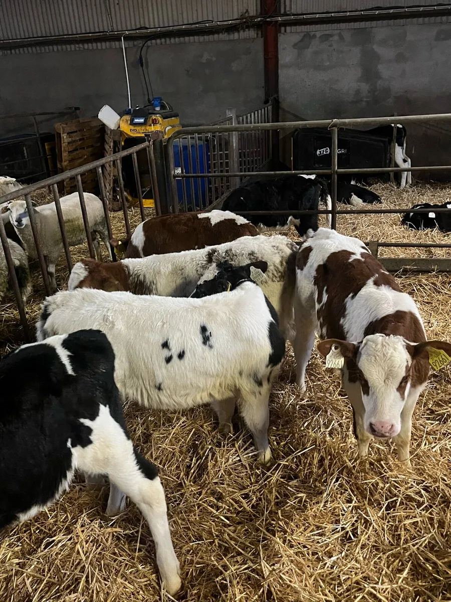 Red Belgian Blue Heifer Calves (Carlow Mart) - Image 4