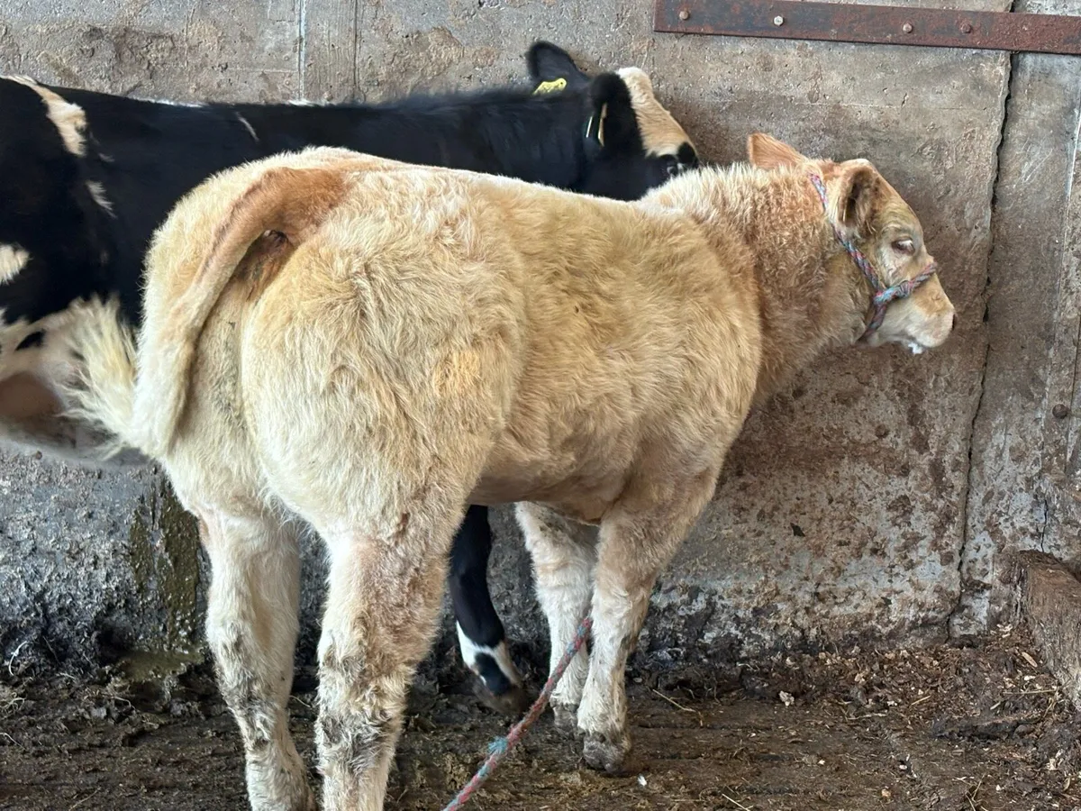 Super Charolais weanling heifer - Image 1